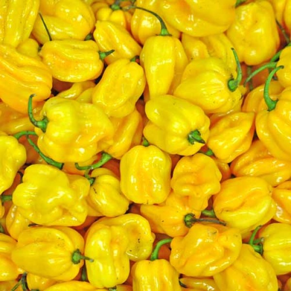 Hebanero Yellow Chilli